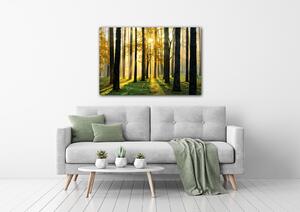 Impresi Obraz Osvícený les - 60 x 40 cm