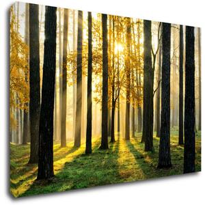 Impresi Obraz Osvícený les - 60 x 40 cm