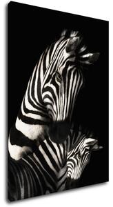 Impresi Obraz Zebry černobílé - 50 x 70 cm