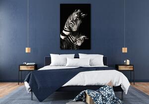 Impresi Obraz Zebry černobílé - 60 x 90 cm