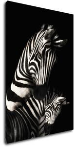 Impresi Obraz Zebry černobílé - 40 x 60 cm