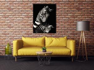 Impresi Obraz Zebry černobílé - 70 x 90 cm