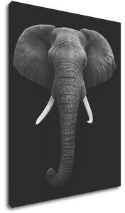 Impresi Obraz Slon černobílý - 70 x 90 cm