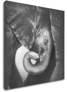 Impresi Obraz Slon černobílý - 50 x 50 cm