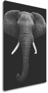 Impresi Obraz Slon černobílý - 60 x 90 cm