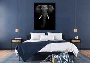 Impresi Obraz Slon černobílý - 70 x 90 cm