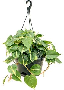 Philodendron scandens Brasil - závěs, průměr 28 cm Filodendron