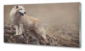 Panel lacobel Bílý vlk na skále pksh-60381309