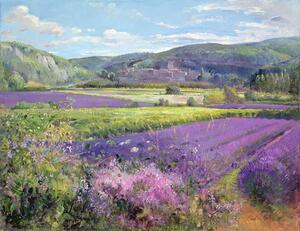 Timothy Easton - Obrazová reprodukce Lavender Fields in Old Provence, (40 x 30 cm)