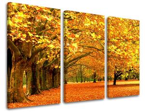 3dílný obraz na stěnu STROMY - 60x40 cm