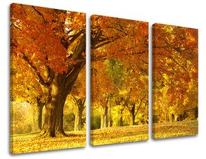 3dílný obraz na stěnu STROMY - 60x40 cm