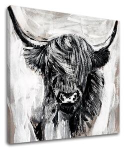 Obraz na plátně BULL 001 60x60 cm