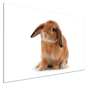 Dekorační panel sklo Červený králík pksh-65984756