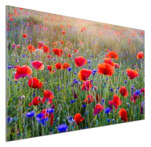 Dekorační panel sklo Plolní květiny pksh-65959167