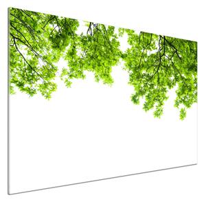 Dekorační panel sklo Listí dubu pksh-66522437