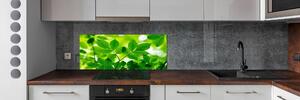 Panel do kuchyně Zelené listí pksh-66759899