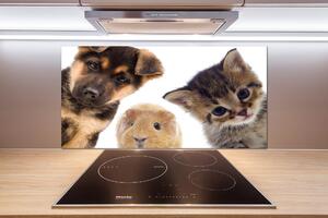 Panel do kuchyně Domácí zvířata pksh-67306538