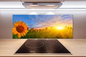 Panel do kuchyně Pole slunečníků pksh-67337817