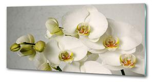 Panel do kuchyně Bílá orchidej pksh-67521473