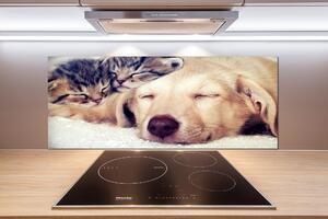 Panel do kuchyně Štěňata a kočky pksh-67600578