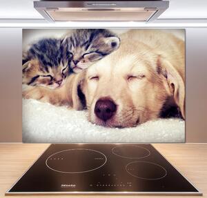 Panel do kuchyně Štěňata a kočky pksh-67600578