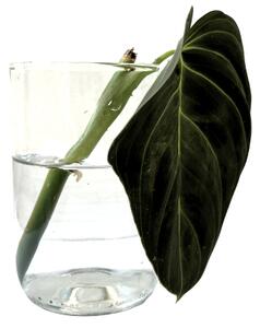 Philodendron Melanochrysum - řízek k zakořenění Filodendron