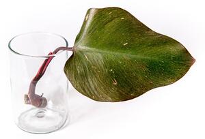 Philodendron Pink Princess - řízek k zakořenění Filodendron