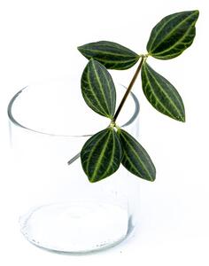 Peperomia angulata - řízek k zakořenění Peperomie, Pepřinec