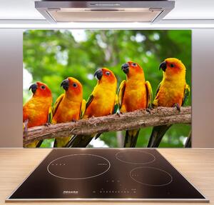 Panel do kuchyně Papoušci na větvi pksh-68805637