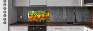 Panel do kuchyně Papoušci na větvi pksh-68805637
