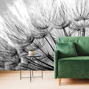 Tapeta rozkvetlá pampeliška černobílá - 300x200 cm