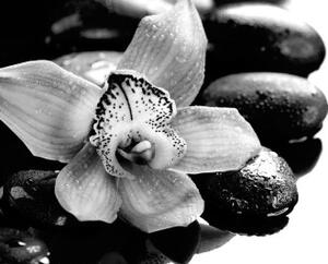 Tapeta exotická orchidej černobílá - 150x100 cm
