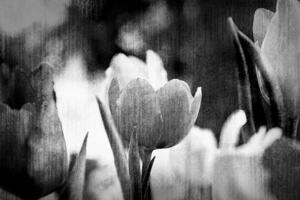 Tapeta tulipány v retro stylu černobílé - 300x200 cm