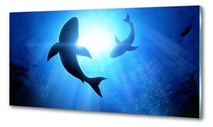 Dekorační panel sklo Dva žraloci pksh-69178156