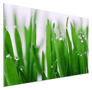 Dekorační panel sklo Stébla trávy pksh-69404091