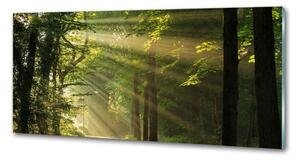 Dekorační panel sklo Les slunce pksh-71351198