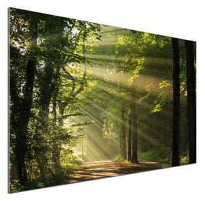 Dekorační panel sklo Les slunce pksh-71351198