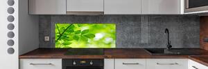 Panel do kuchyně Zelené listí pksh-72665242