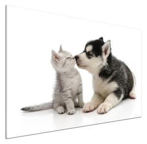 Dekorační panel sklo Pes a kočka pksh-73561386