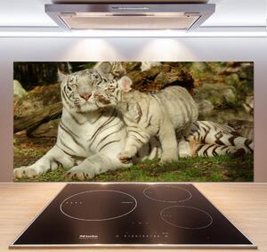 Skleněný panel do kuchyně Tygři pksh-73601237