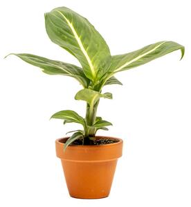 Dieffenbachia Sterling, průměr 6 cm Difenbachie, mramornatka