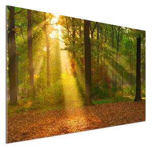 Dekorační panel sklo Les slunce pksh-75879040