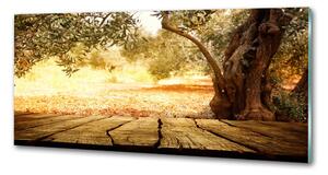 Panel do kuchyně Olivový strom pksh-77330786