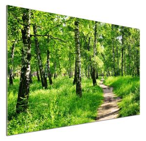 Dekorační panel sklo Břízový les pksh-78692232
