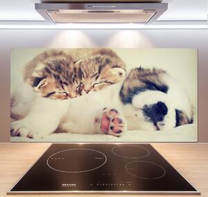 Panel do kuchyně Dvě kočky a pes pksh-78906407