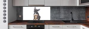 Dekorační panel sklo Pes a kočka pksh-80558737