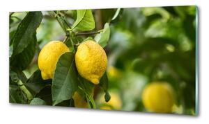Panel do kuchyně Citrony na stromě pksh-80843787