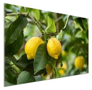 Panel do kuchyně Citrony na stromě pksh-80843787