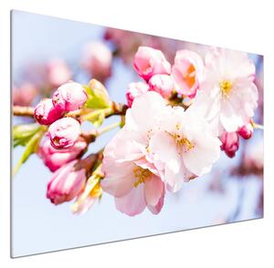 Dekorační panel sklo Květy višně pksh-81280422