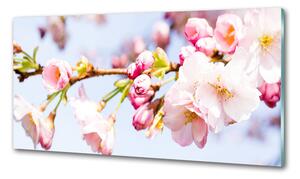 Dekorační panel sklo Květy višně pksh-81280422